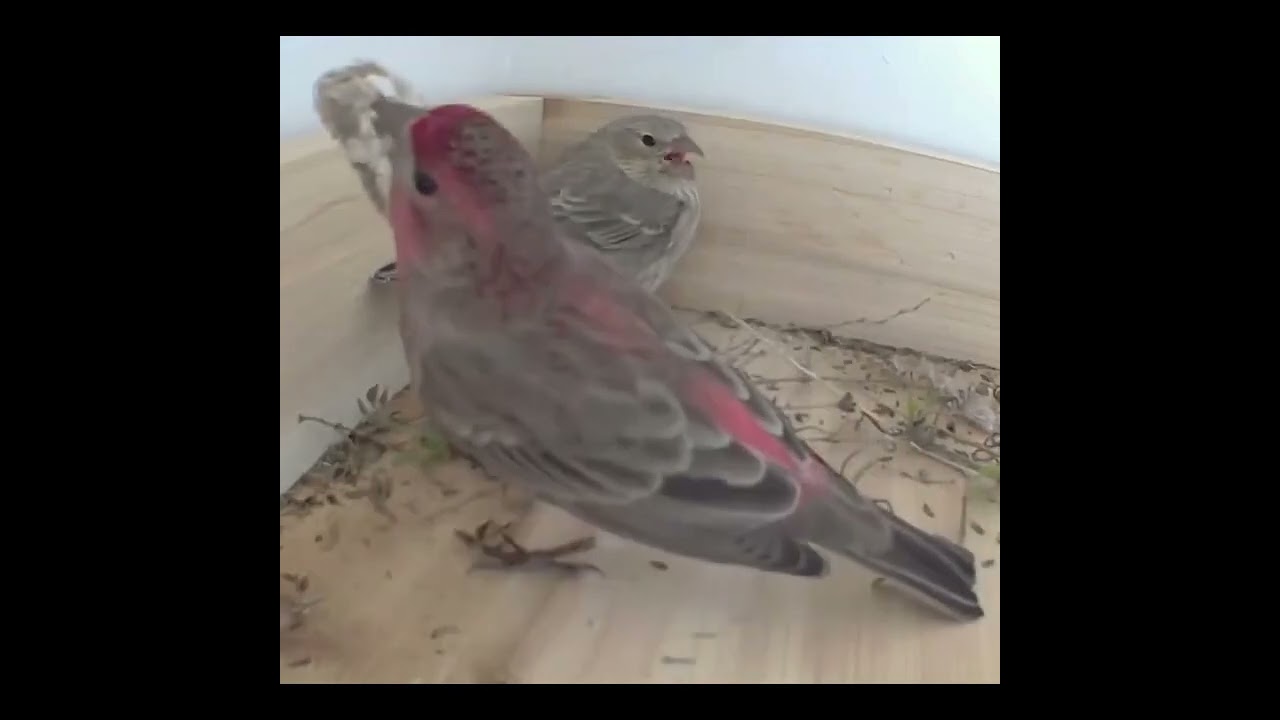 OLHA ESSE CASAL DE PASSARINHO FAZENDO NINHO #AVES #PASSAROS #VIRALVIDEO #paisagemnatural #passaros 