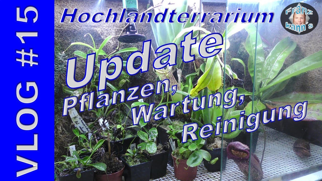 VLOG #15 - Update zu meinem Hochlandterrarium - Wartung, sauber machen, Pflanzen vorstellen.