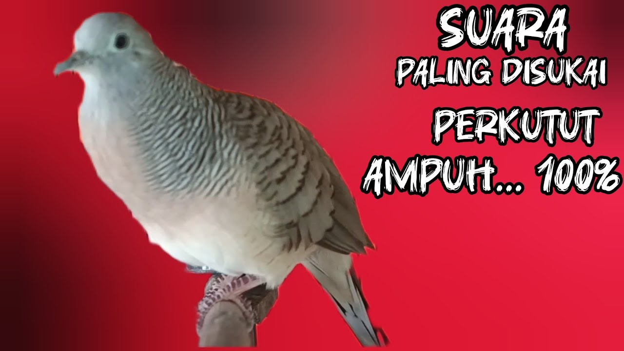 Perkutut Lokal Gacor Suara Besar Cocok Untuk Pancingan Semua Jenis Burung Perkutut Agar Bunyi