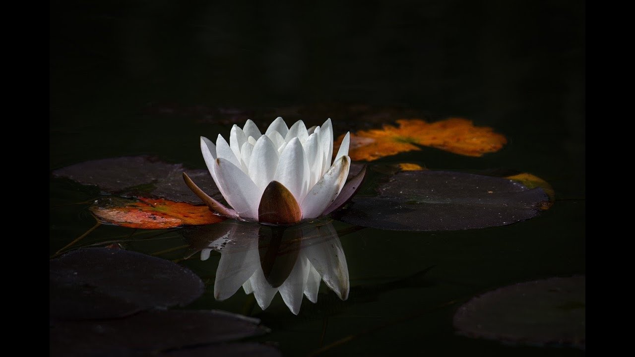 Pianoforte sotto la Pioggia. Relax e Pace mentale. #healing #meditation #relaxing #relaxingmusic