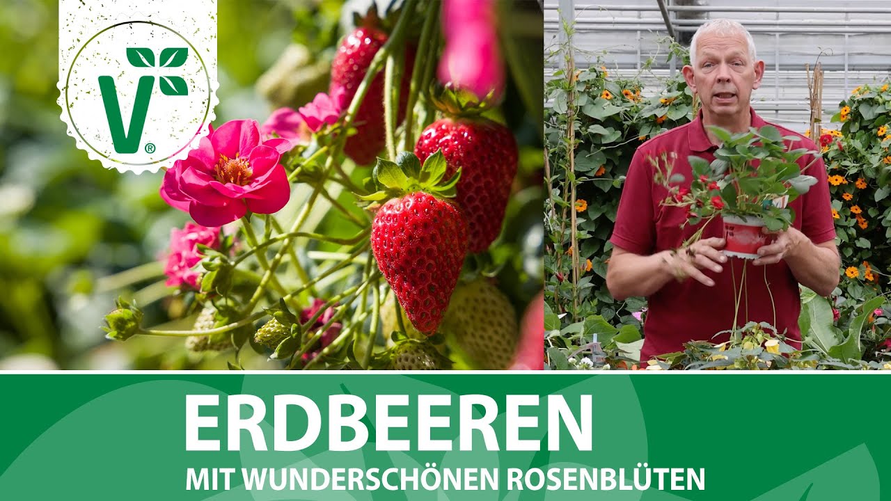 Erdbeeren mit Rosenblüten - Summer Breeze