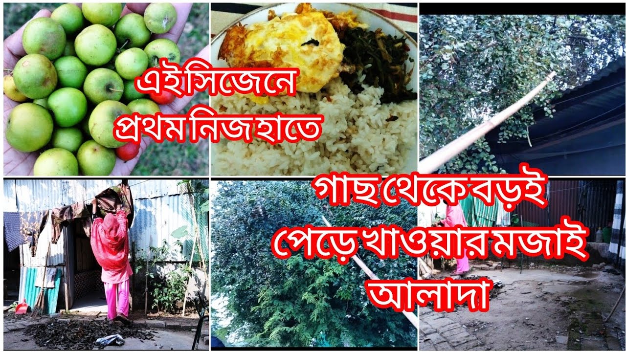 এই শীতের মাজে সারা দিনের কাজ শেষ করে/ বিকাল বেলা সবাই মিলে এই প্রথম গাছ থেকে বড়ই পেড়ে খেলাম।।