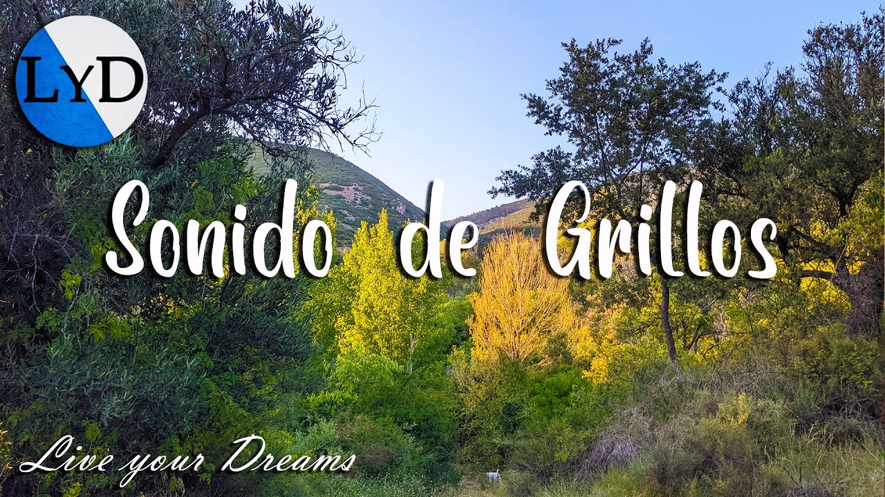 Sonido de Grillos, Cigarras y Pájaros 🌾 Ambiente de Verano Relajante para Dormir o Meditar