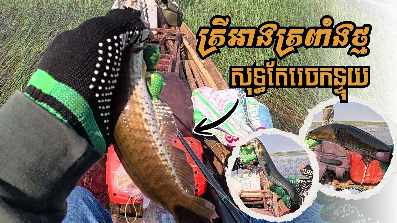 ត្រីអាងត្រពាំងថ្មសុទ្ធតែរេចកន្ទុយ🎣