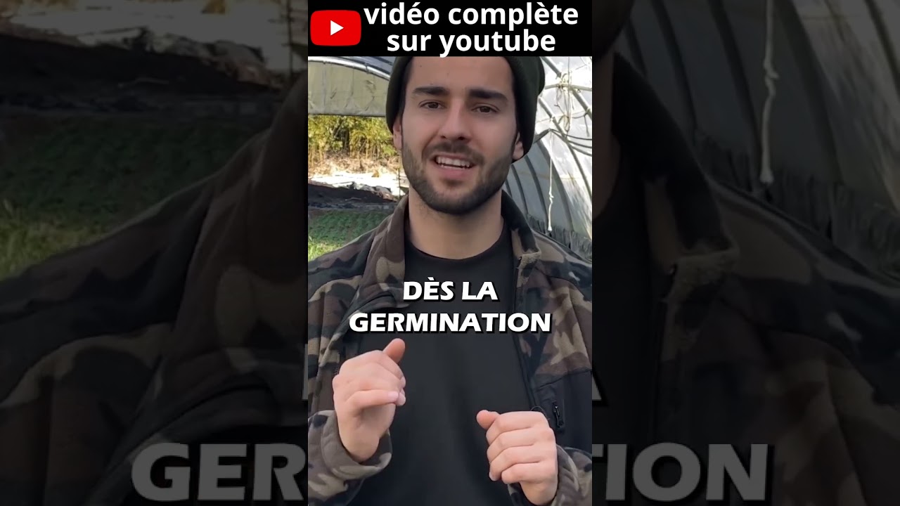 Les autofloraisons ! Tir&eacute; de notre derni&egrave;re vid&eacute;o sur comment faire pousser du CBD ! #chanvre
