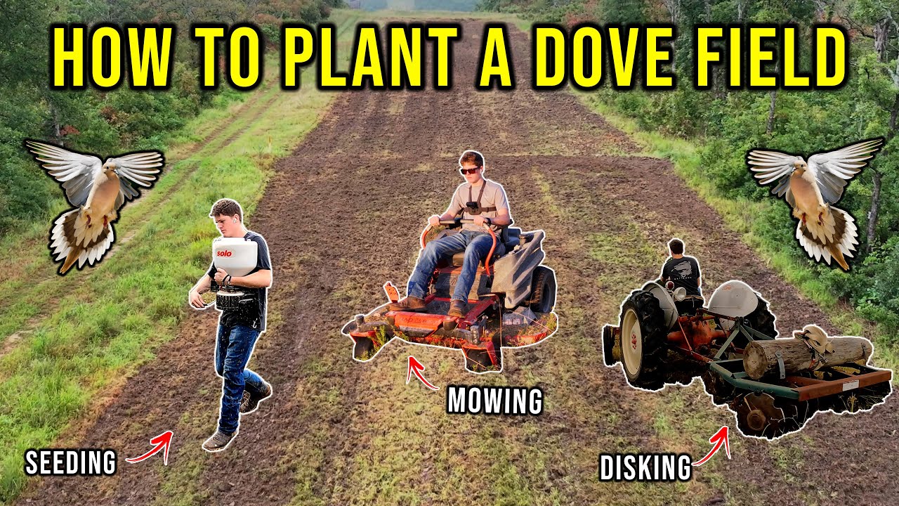 Prepping for Dove Hunting: Field Makeover with Mowing, Disking, and Seeding! Millet & Milo