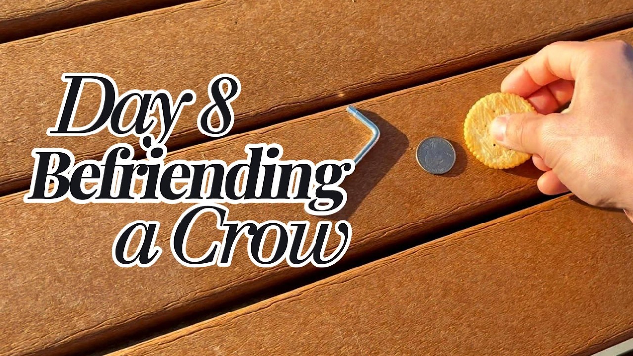 Why are pigeons falling from the sky? - Befriending a Crow - episode 8