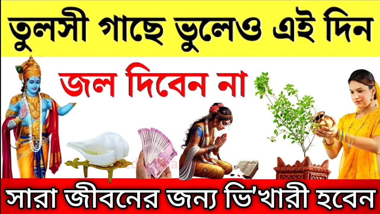মাঘ মাসে, তুলসী গাছে জল দেওয়ার নিয়ম। Tulsi Plant Care Tips। তুলসী গাছে ভুলেও জল দেবেন না এই দিনে 