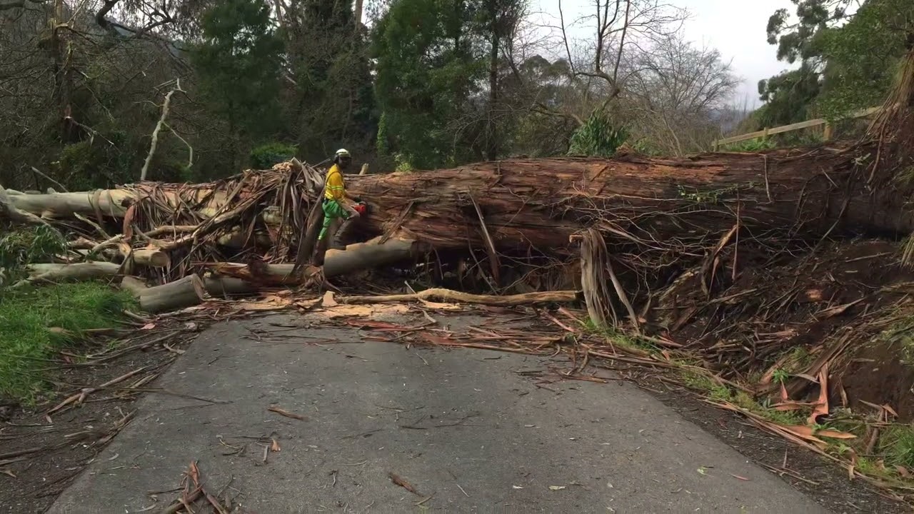 Dandenong Ranges Storms 2021
