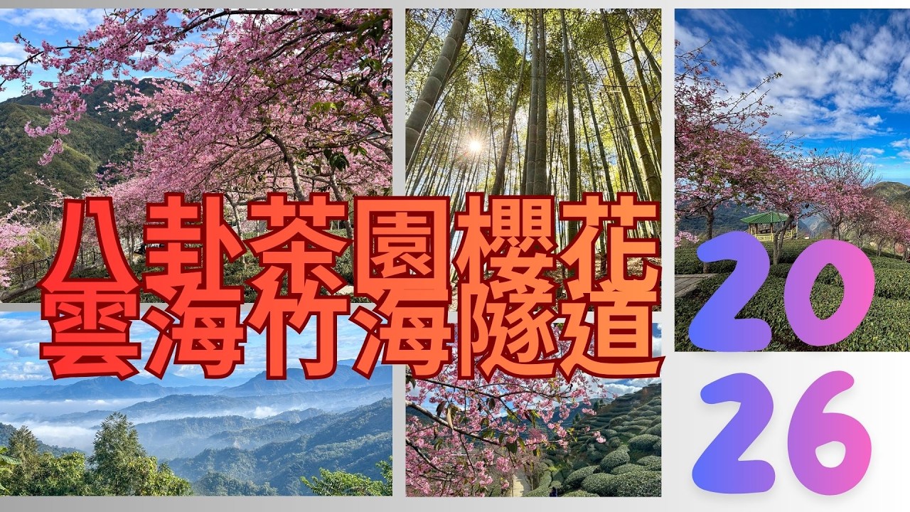20260203根萬ㄟeye台灣～八卦茶園櫻花/大鞍林道雲海/竹蔭隧道/請打開CC字幕   4K
