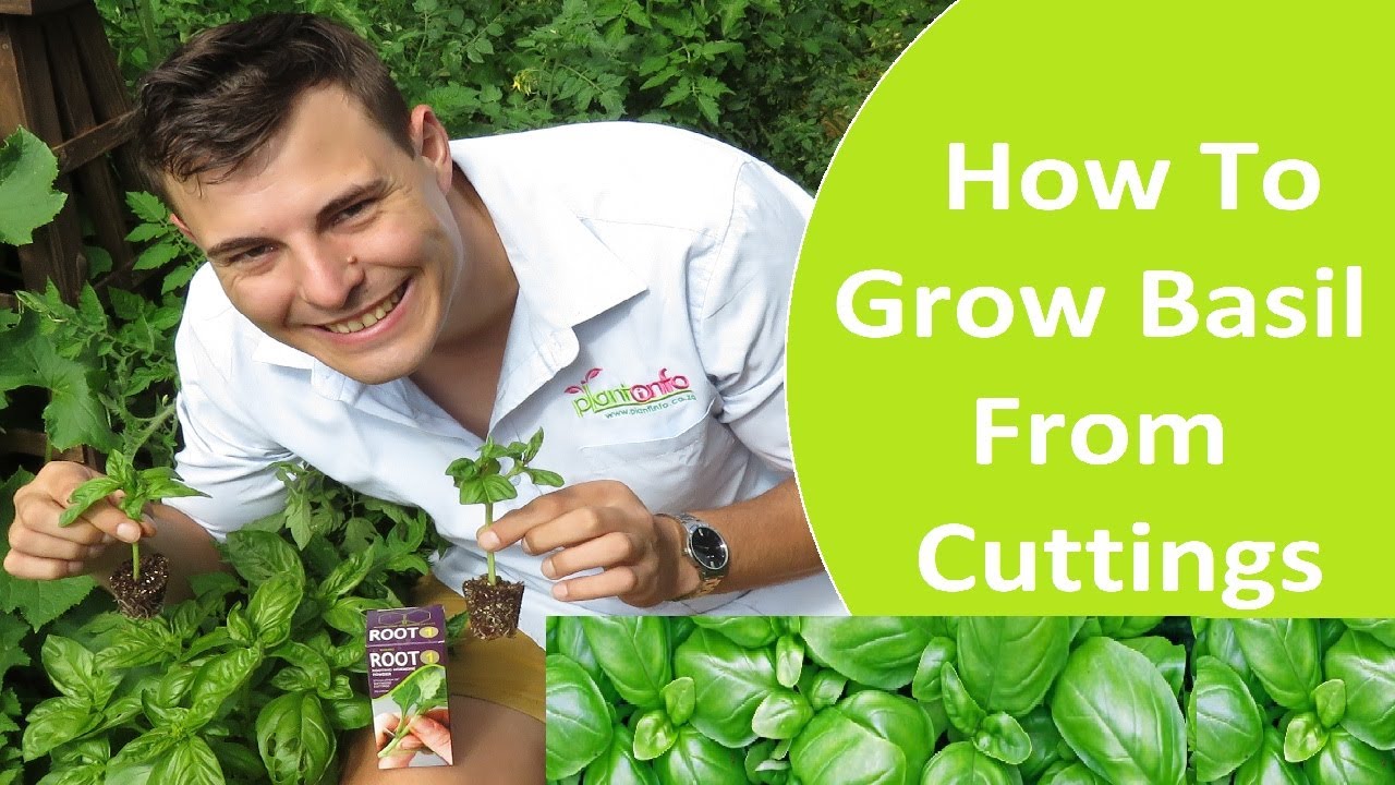 HOW TO MAKE BASIL CUTTINGS | HOW TO GROW BASIL FROM CUTTINGS | EASILY ROOT BASIL TIP CUTTINGS