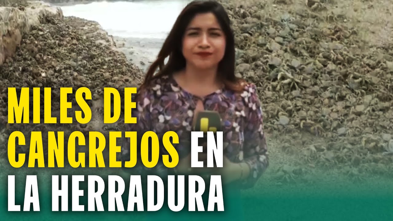 Prohiben entrar al mar en La Herradura: Cangrejos aparecen días después de que vuelva la arena