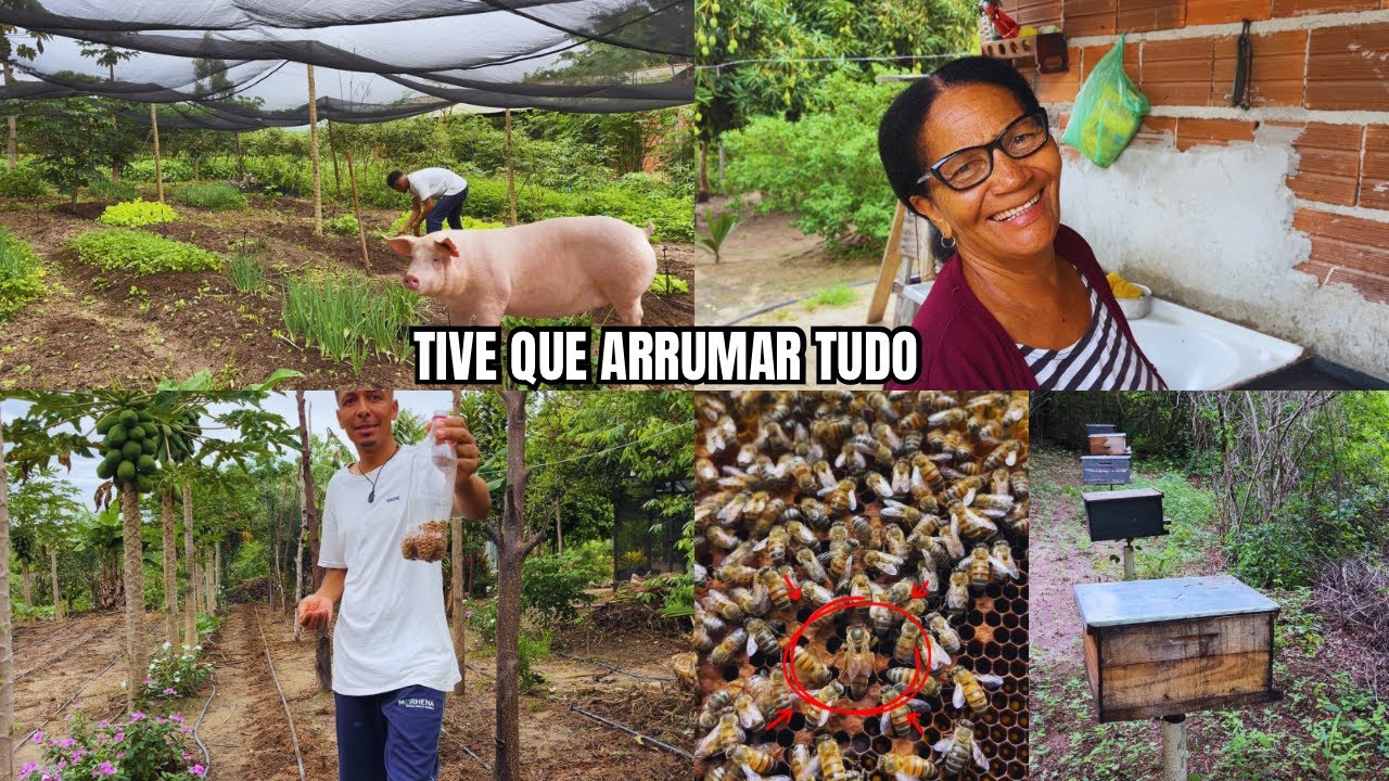 O porco na hora, revisão no enxames de abelha