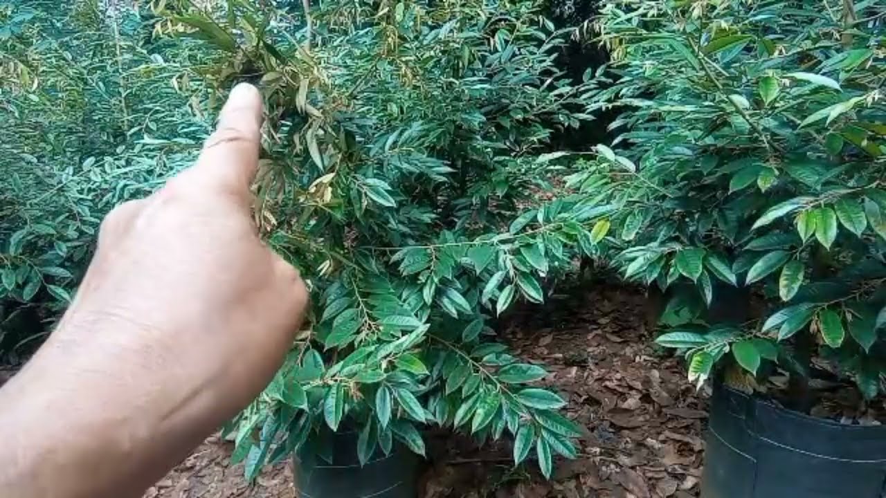 BAWOR  DURIHITAM 3METRAN SEDANG MENUNGGU SULTAN YG TAU KUALITAS BIBIT 081328018166
