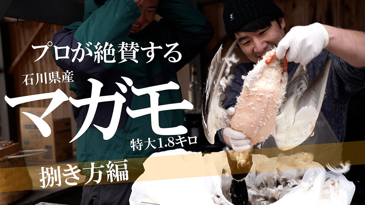 【閲覧注意】プロが欲しがる石川県産特大マガモ　【ジビエ】【鴨】