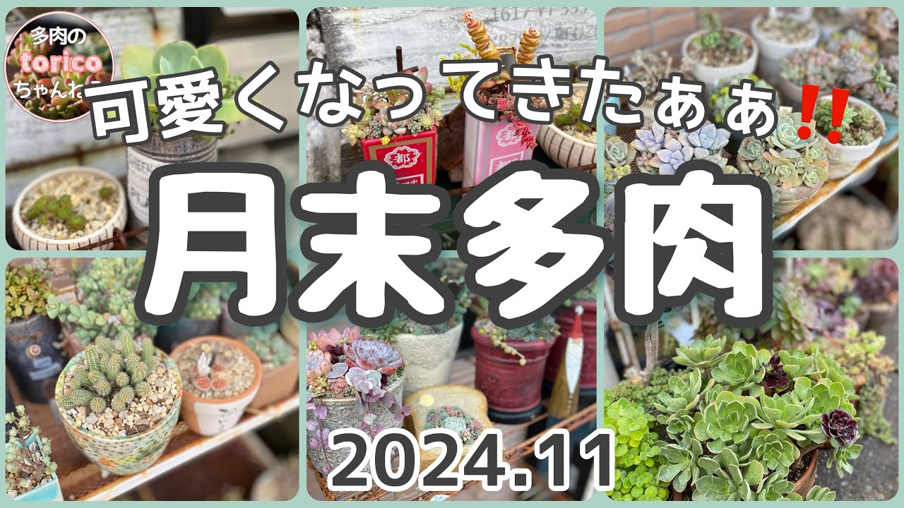 可愛いよぉぉぉ😍【月末多肉】2024.11