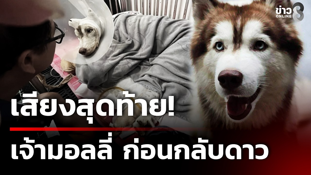 กลับดาวเเล้ว! เจ้ามอลลี่ ถูกคนร้ายราดน้ำมันจุดไฟเผาร่าง  | 20 ก.พ. 69 | ข่าวใหญ่ช่อง8