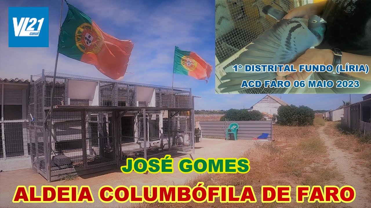 Columbofilia / Pombal (José Gomes) / Aldeia Columbófila de Faro (Maio 23) / VL21