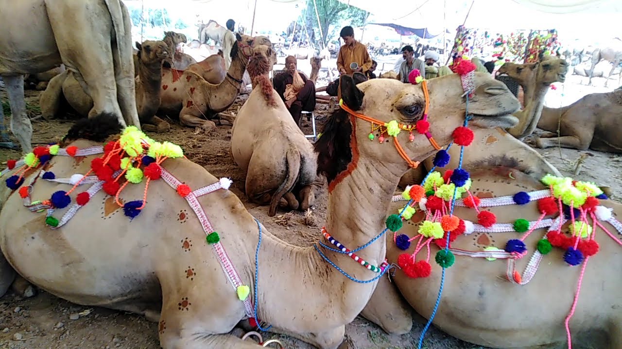 Camel Mandi Multan say Camel kitnay ka lo gay for Qurbani 2023 #camel #bakramandi #mandi2023