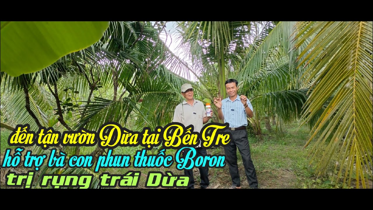 ĐẾN TẬN VƯỜN DỪA TẠI BẾN TRE ĐỂ HỖ TRỢ CHO BÀ CON CÁCH CHĂM SÓC DỪA BỊ RỤNG VÀ THÚI TRÁI NON.