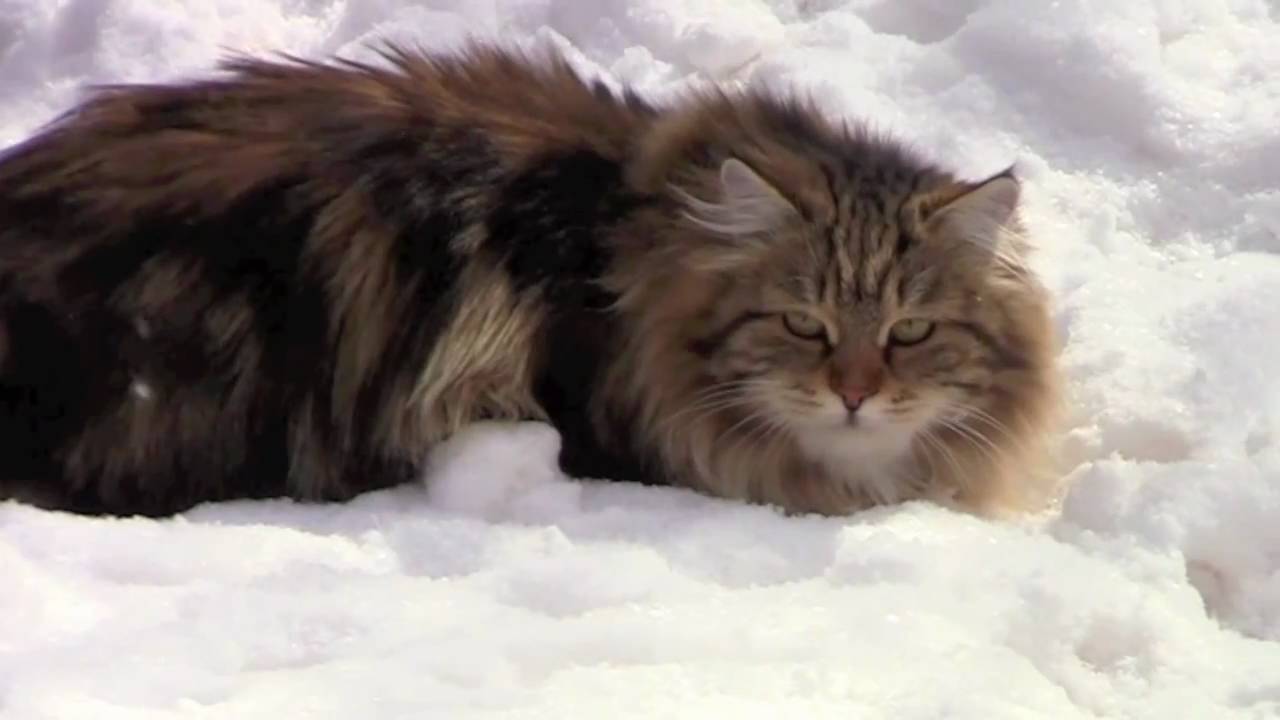 Astera Siberian Cats