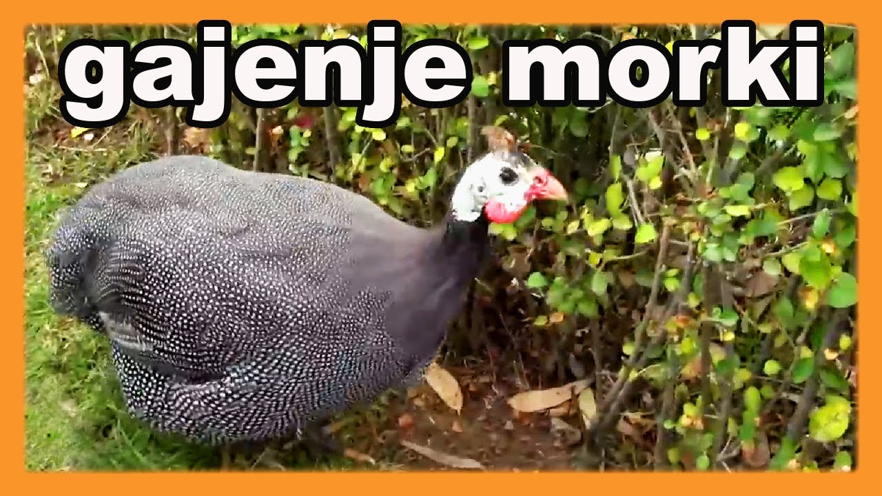 Gajenje morki - saveti na jednom mestu - Numida meleagris - biserka