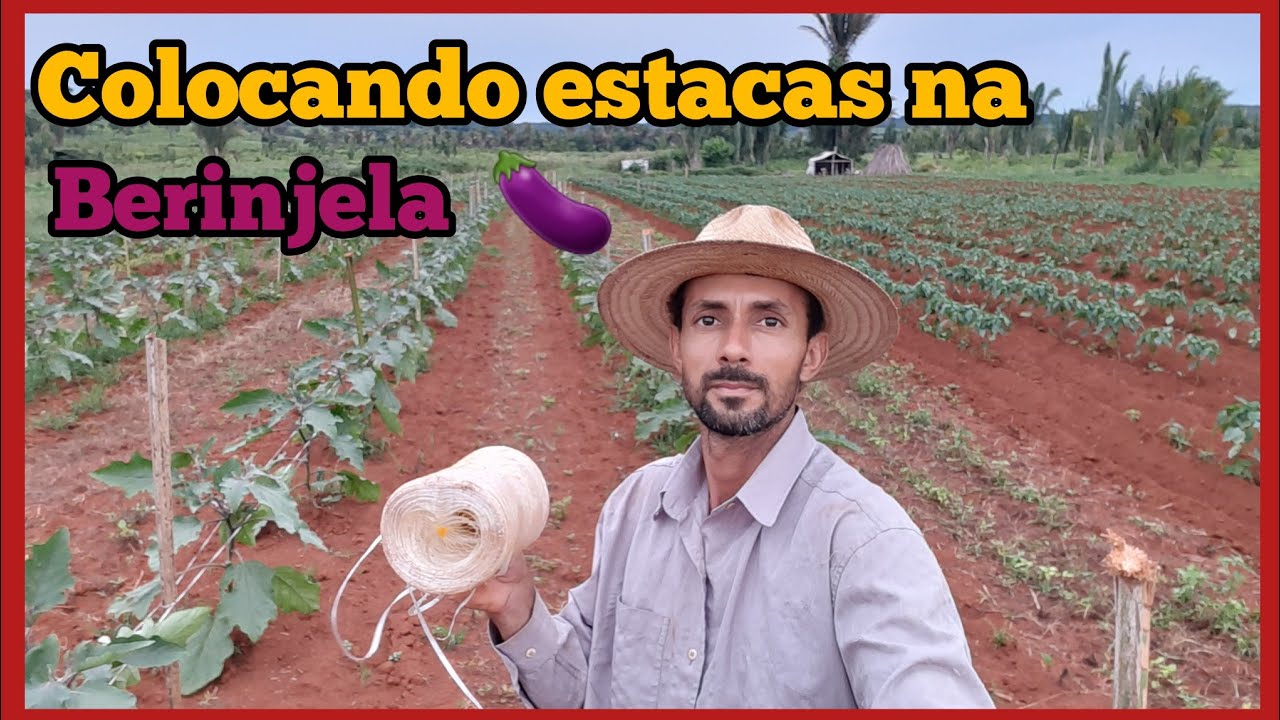 Estaqueando a berinjela e passando fitilho 🍆🍆🍆