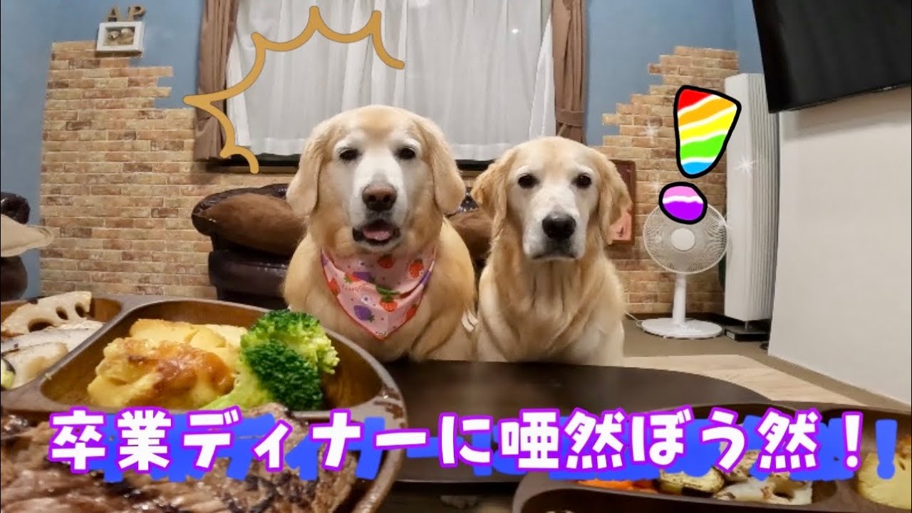 【放射線治療卒業】卒業ディナーに唖然呆然のあーちゃんとペー