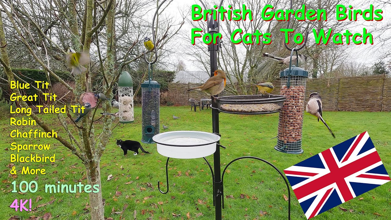 British Garden Birds For Cats To Watch - Winter