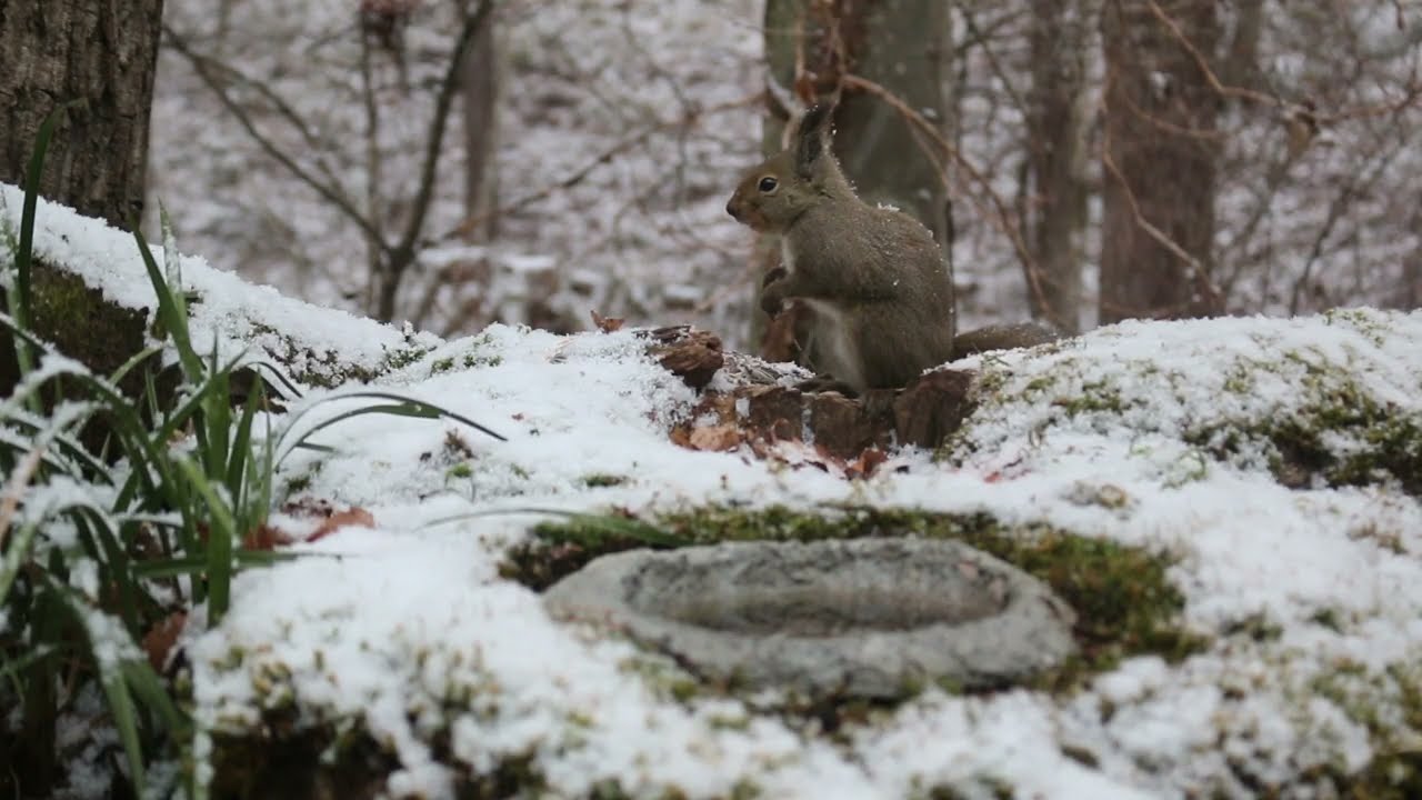 今日のニホンリス　２月３日