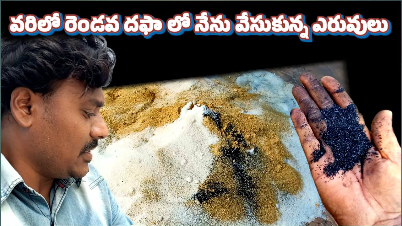 వరిలో నేను వేసుకున్న ఎరువులు|రెండవ దఫా ఎరువులు|Second dose fertilizer in paddy