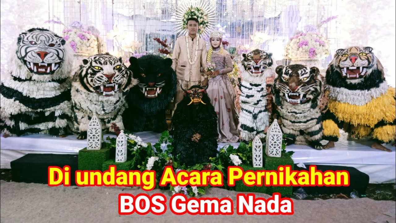Can macanan singo Raung cilik di undang ke pernikahan BOS gema nada