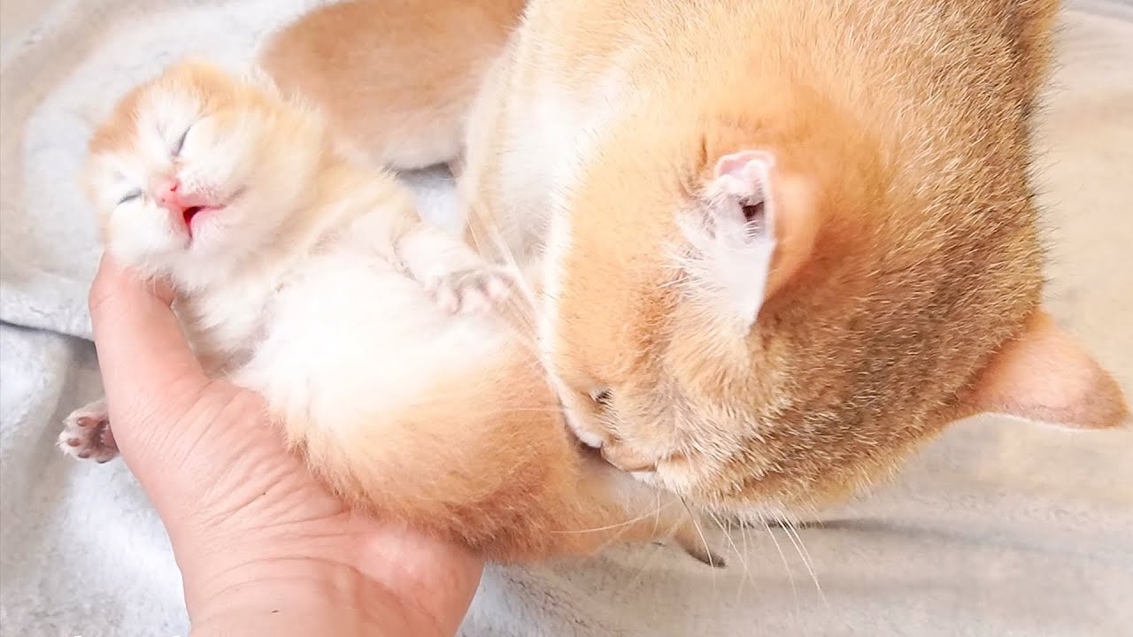 Introduce each kitten's name and join mom cat in taking care of the super cute kittens