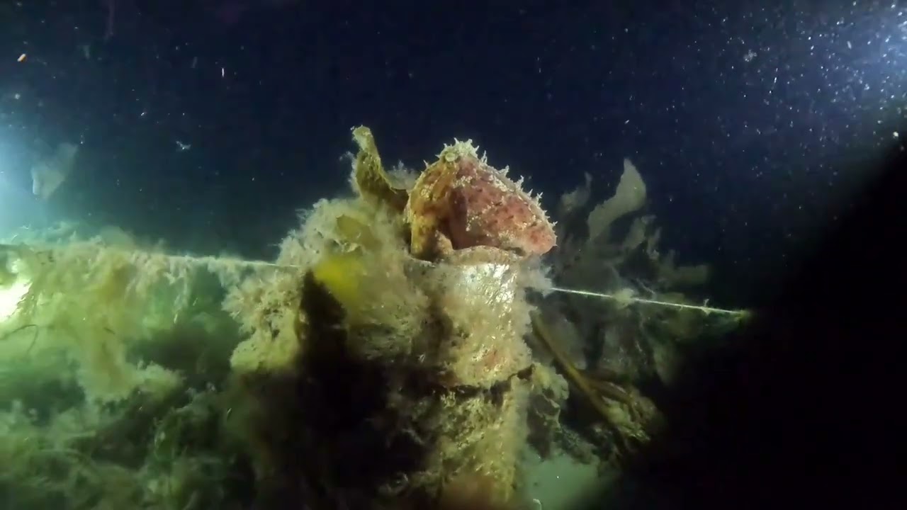 Night dive at Blairgowrie Pier & Octopuses Garden dive site - Mornington Peninsula. February 2025