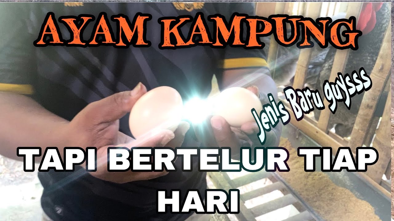 AYAM KUNTARA BY DOC ANGGOROGANIC PENGUASA PULAU FEAT TUKOL FARM