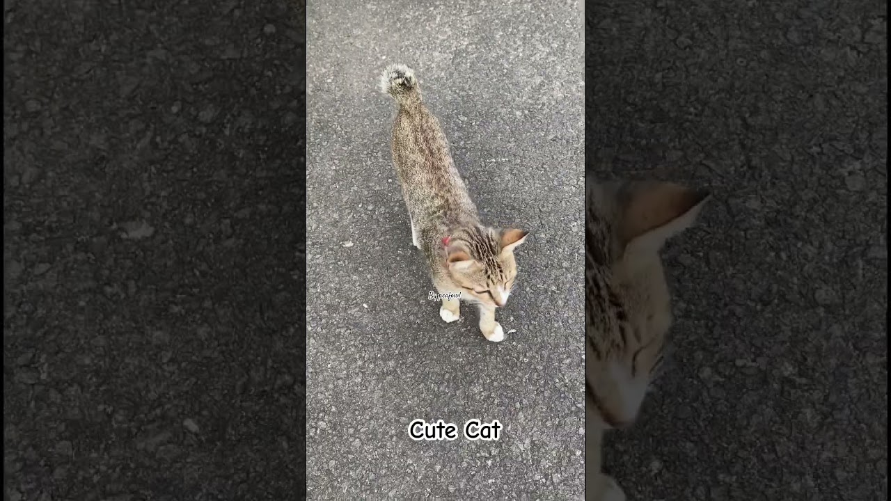 Милый кот 