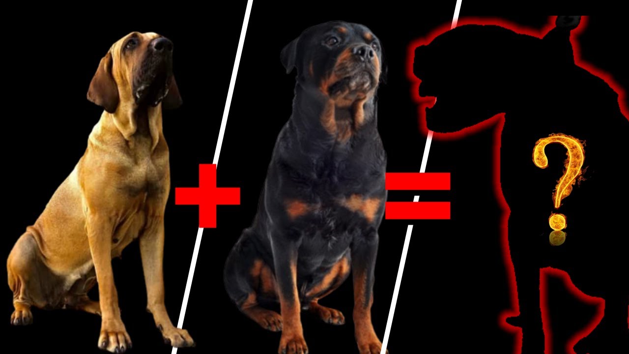 [TOP 10] Misturas de Fila brasileiro com várias raças de cães (Rottweiler, Doberman, Pitbull, etc..)