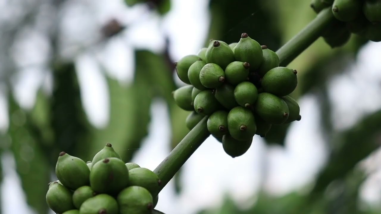 La siembra del café y el Cacao en Guinea Ecuatorial.
