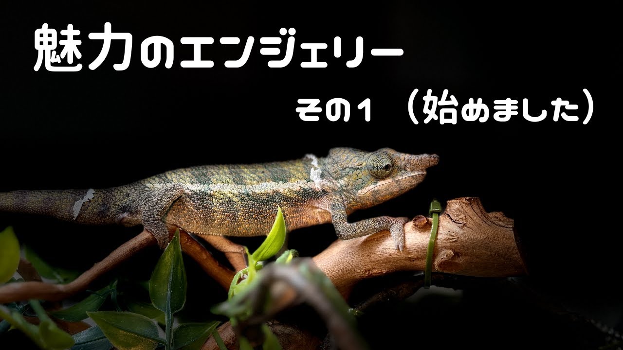 魅力のエンジェリーカメレオン１（始めました）｜The Charming Angeli Chameleon Part1 #FurciferAngeli  #パンサーカメレオン #ジャクソンカメレオン