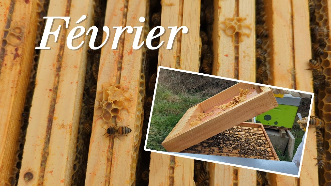 Février | Nourrissement, cirage et semis