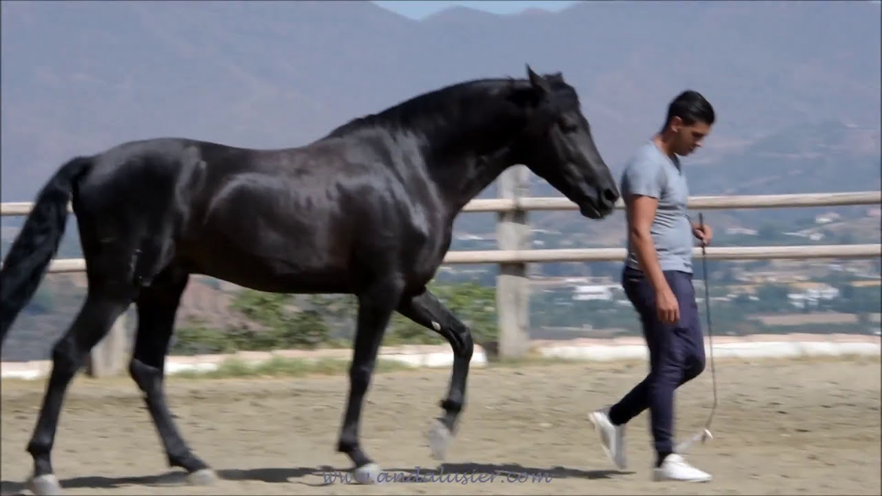 LEGIONARIO LXXXVII *** verkauft *** sold ***  www.andalusier.com