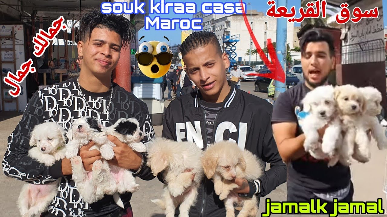 سوق القريعة بالدار البيضاء 🇲🇦🇲🇦 يوم الأحد مع باعة القطط الزينة وجمالك جمال تبارك الرحمن souk kiraa
