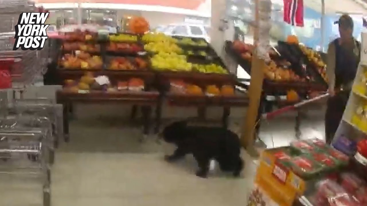Bear cub runs wild in Alaskan grocery store: video