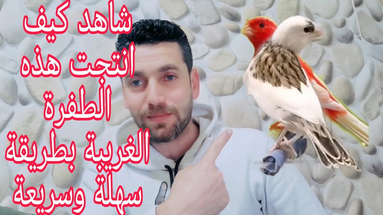 انتج أجمل طفرات الكناري والوانه بثلالث طرق لم تسمع بها من قبل