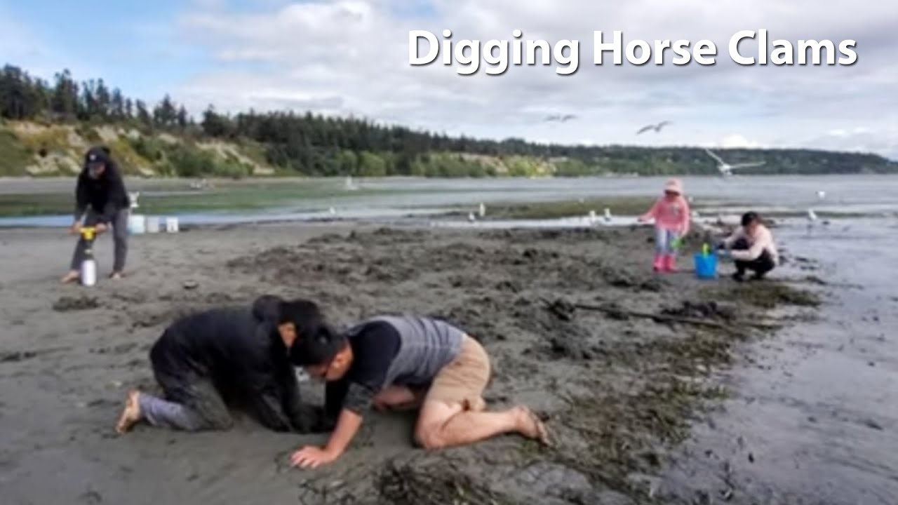 Digging Horse Clams Using Clam Guns | Harvesting Horse Clams in Camano Island | Tri Nguyen