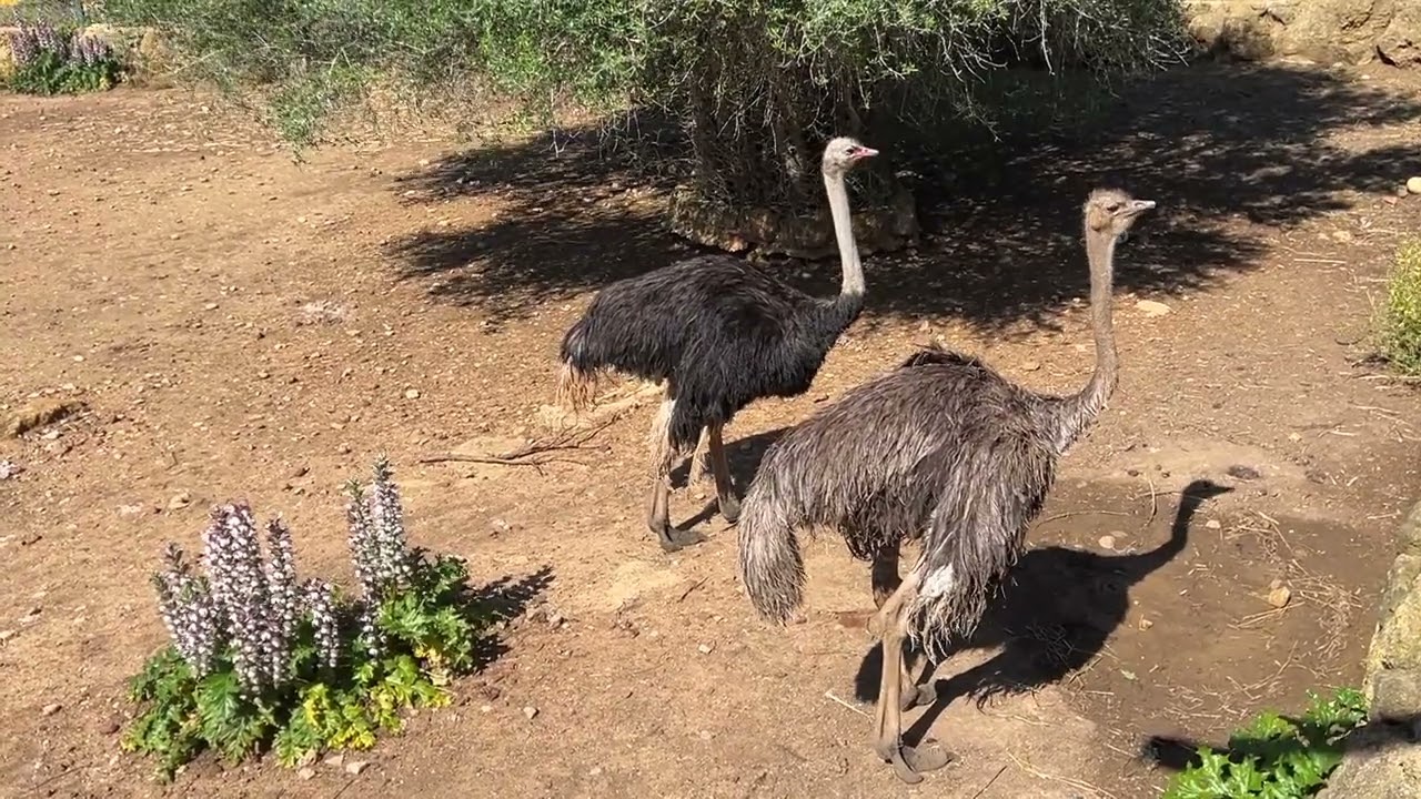 Animali Per Bambini Zoo (Tanti animali colorati per bambini)