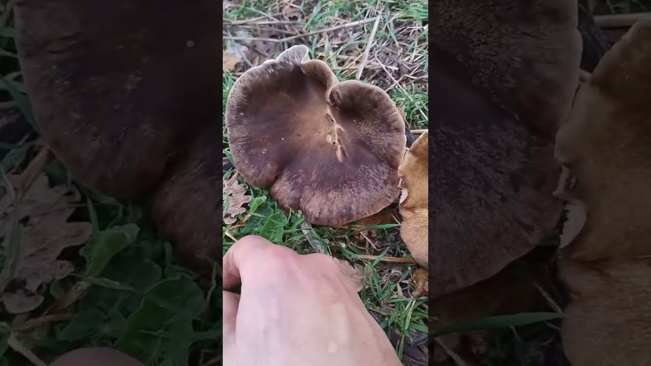 7 febbraio 2026 funghi ferlenghi di ferula #funghi #ferlenghi #ferula #bosco  @funghi @ferlenghi