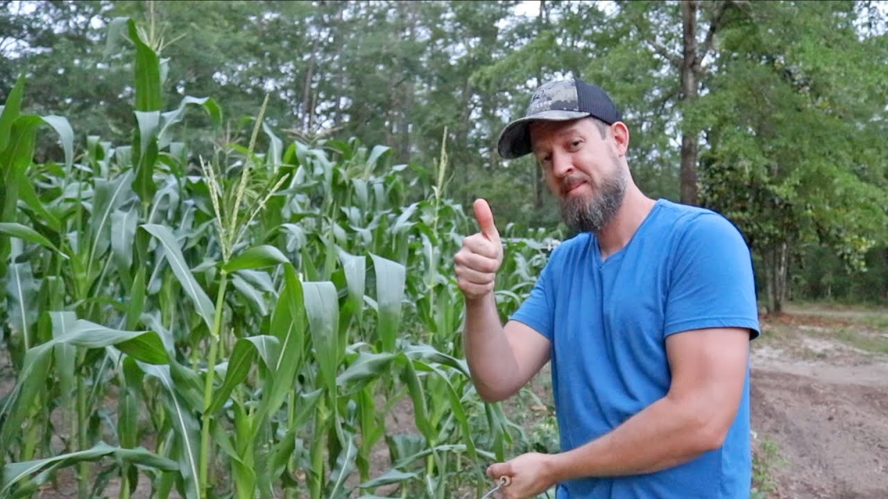 Picking an Entire Meal from the Grocery Row Garden [In My 1000% Original System]