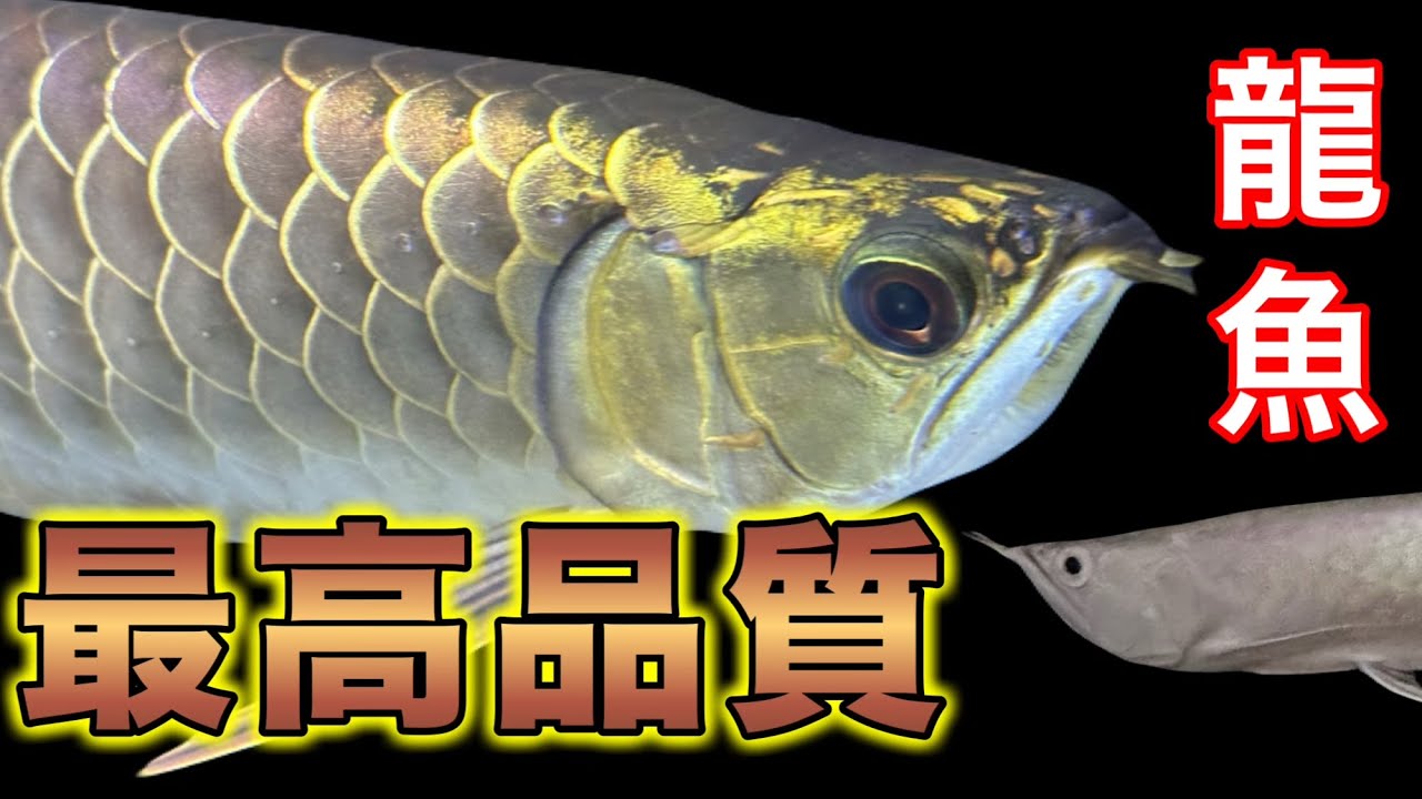 輸入販売個体紹介！忖度一切無し！過背金龍ならマーベラス！