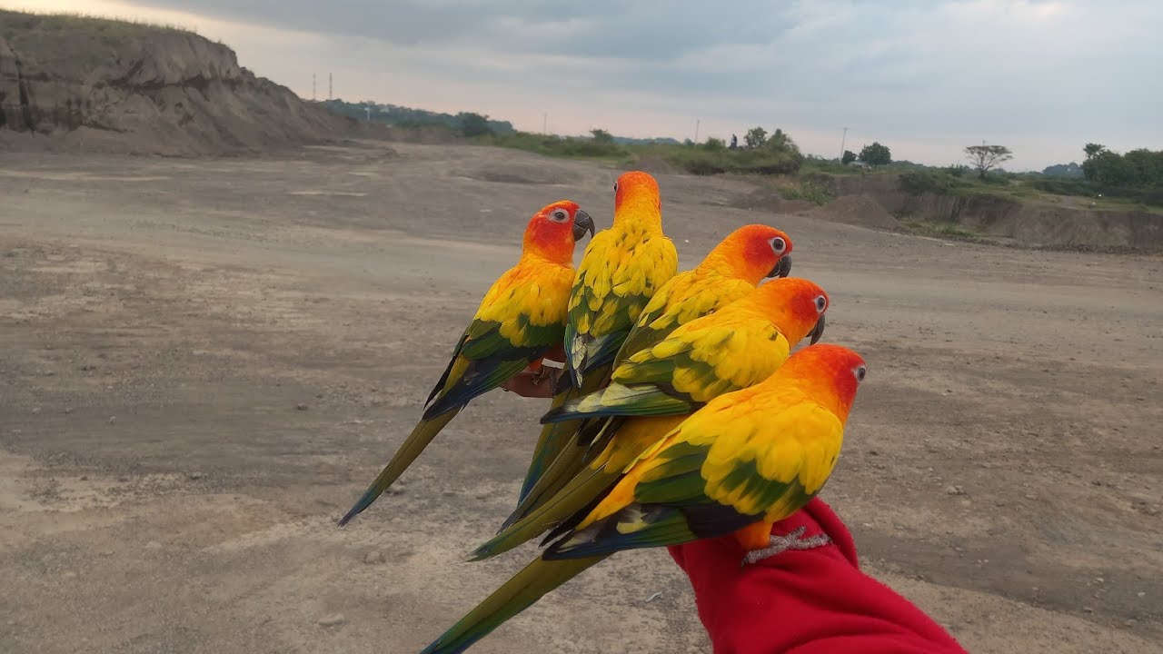 Free Fly 5 ekor Sun Conure ~ Luis Squad